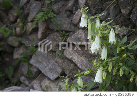 Lanterns blooming on a country road 68596399