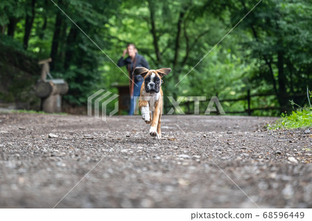8 weeks young purebred golden german boxer dog puppy running and junping 68596449