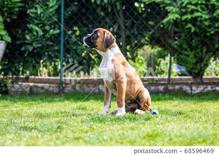 8 weeks young purebred golden puppy german boxer dog 8 weeks young purebred golden puppy german boxer dog 68596469