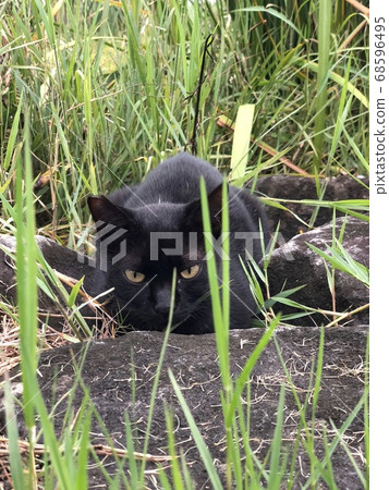 Stray stray cat hiding in the grass and aiming for prey 68596495