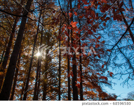 秋林水杉光ika金台植物園 秋林水杉光ika金台植物園 68596580