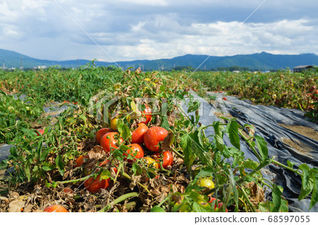 For processing ripe tomatoes in the field 68597055