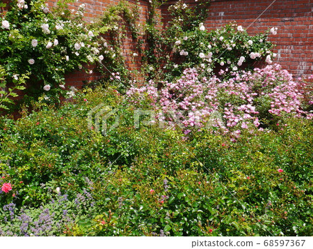 Rose garden of Yuni Garden in Yuni Town, Hokkaido 68597367