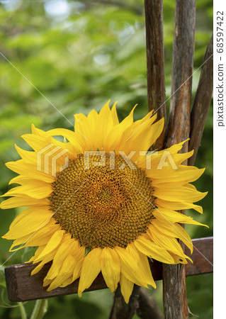 Yellow ripe sunflower close up 68597422