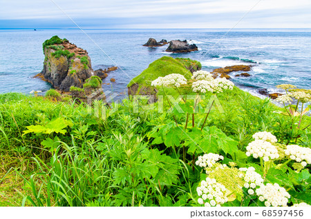 Cape Hamitappu, summer, Hamanaka-cho, Hokkaido Cape Hamitappu, summer, Hamanaka-cho, Hokkaido 68597456