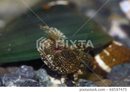 Ginkgo Gimpo Goby Ginkgo Gimpo Goby 68597475