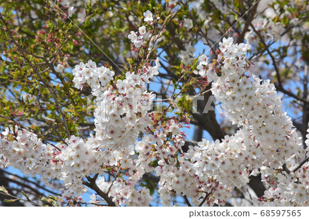 我家花園＃8的視圖 68597565