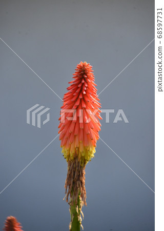 Beautiful orange tritoma 68597731