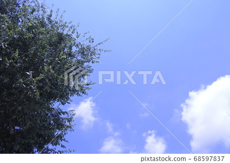 Blue sky and fresh green background image 68597837