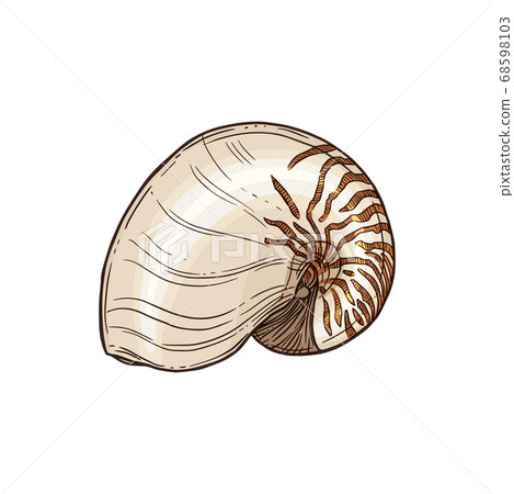 Color moon snail isolated seashell Atlantic Natica 68598103
