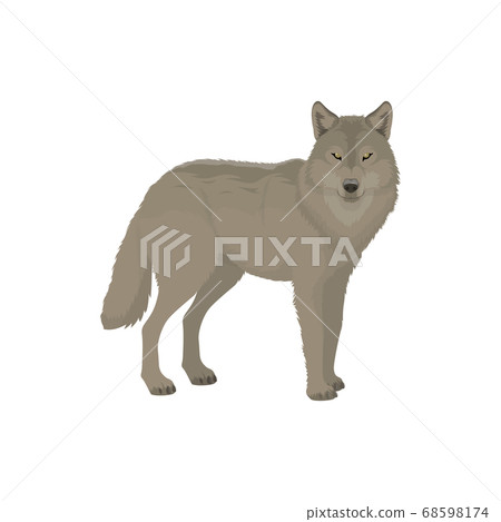 Wolf isolated wild animal, cartoon forest beast Wolf isolated wild animal, cartoon forest beast 68598174