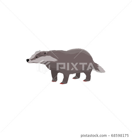 Badger short-short legged forest animal isolated 68598175