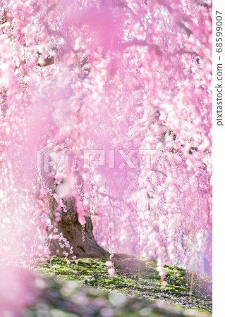 鈴鹿森林公園梅梅春天 68599007