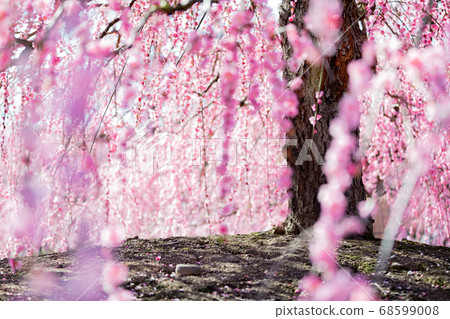 鈴鹿森林公園梅梅春天 68599008