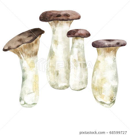 Watercolor set of eryngii mushrooms 68599727