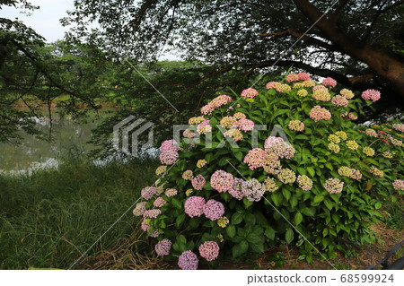 Pink flower of hydrangea blooming on the riverbed of Motoarakawa, Saitama Prefecture Pink flower of hydrangea blooming on the riverbed of Motoarakawa, Saitama Prefecture 68599924