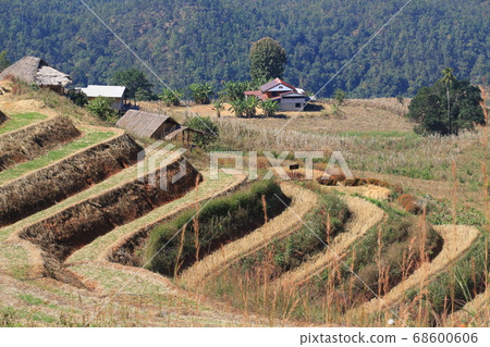 northern thailand village terraces farm northern thailand village terraces farm 68600606
