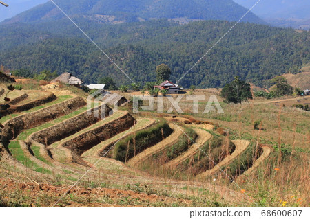 northern thailand village terraces farm 68600607