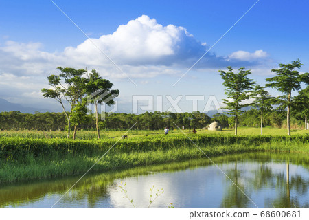 花東縱谷大農大富平地森林公園 68600681