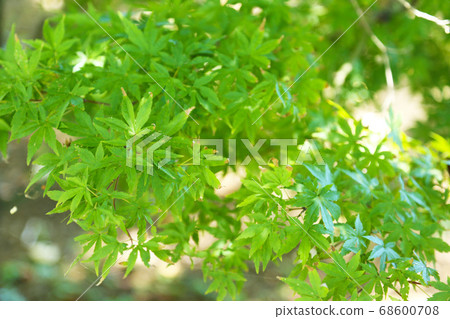 Momiji Momiji 68600708