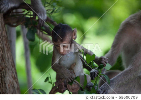 Cute monkey Cute monkey 68600709