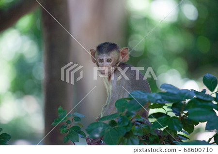 Cute monkey 68600710