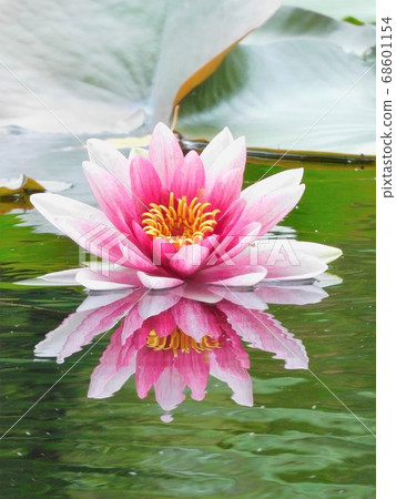 一朵蓮花映在水面上 一朵蓮花映在水面上 68601154