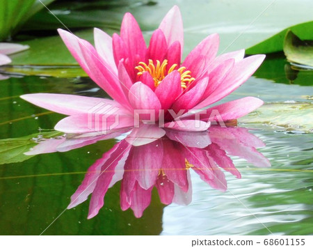 一朵蓮花映在水面上 一朵蓮花映在水面上 68601155
