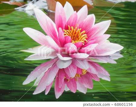 一朵蓮花在水面上 一朵蓮花在水面上 68601156