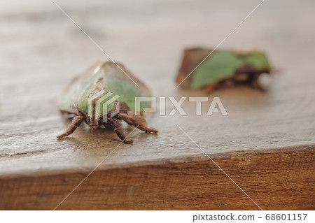 Hiro Helia Oilaga Couple 68601157