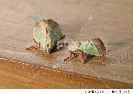 Hiro Helia Oilaga情侶 68601158