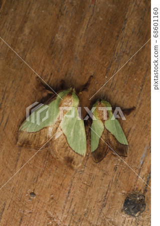 Hiro Helia Oilaga情侶 68601160