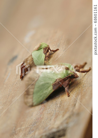 Hiro Helia Oilaga情侶 68601161