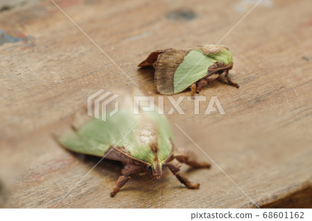 Hiro Helia Oilaga情侶 68601162