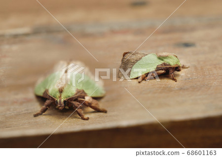 Hiro Helia Oilaga情侶 68601163