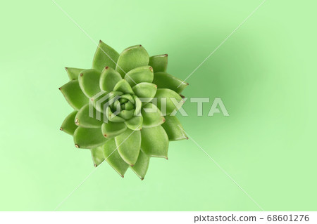 Green plant cactus succulent on a light green background. Flatlay. Top view. 68601276