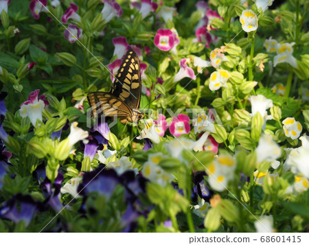 Butterfly Butterfly 68601415