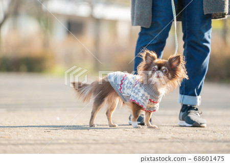 Chihuahua walk 68601475