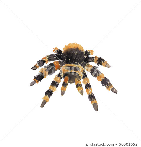 watercolor drawing of an animal - big spider, watercolor drawing of an animal - big spider, 68601552