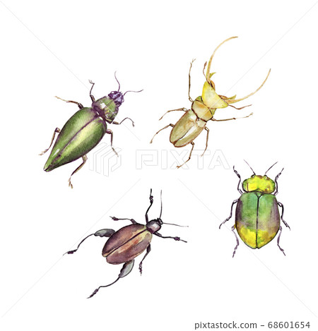 watercolor drawing of an insects - bright beetle, isolated 68601654
