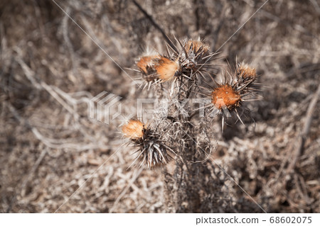 Dry thorny flowers, close-up photo Dry thorny flowers, close-up photo 68602075