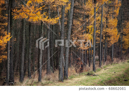 Autumn forest background with larch trees 68602081