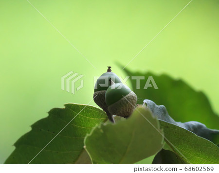 夏季橡子 夏季橡子 68602569