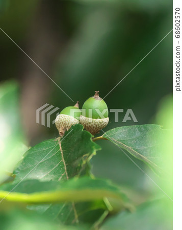 夏季橡子 68602570