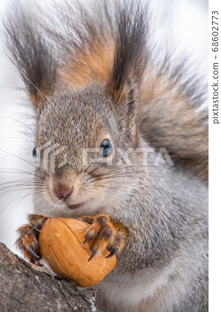 Portrait of a squirrel with nut in winter or autumn Portrait of a squirrel with nut in winter or autumn 68602773