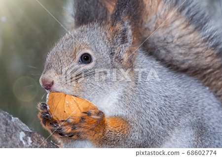 Portrait of a squirrel with nut in winter or autumn Portrait of a squirrel with nut in winter or autumn 68602774