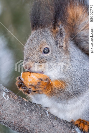 The squirrel with nut sits on a fir branches in the winter or autumn The squirrel with nut sits on a fir branches in the winter or autumn 68602775