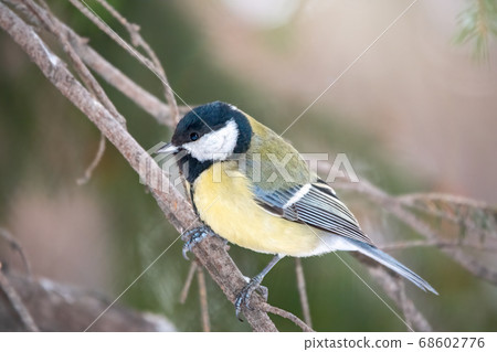 Cute bird Great tit, songbird sitting on branch with beautiful autumn background Cute bird Great tit, songbird sitting on branch with beautiful autumn background 68602776