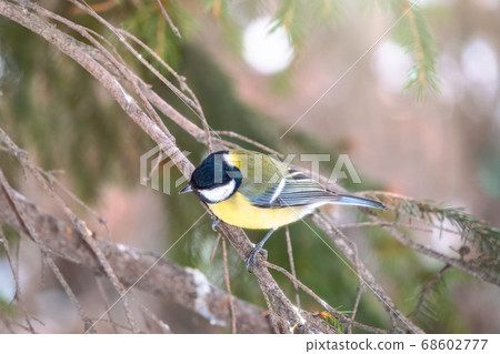 Cute bird Great tit, songbird sitting on branch with beautiful autumn background 68602777