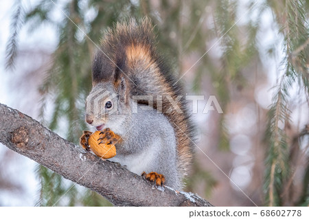 The squirrel with nut sits on a fir branches in the winter or autumn The squirrel with nut sits on a fir branches in the winter or autumn 68602778